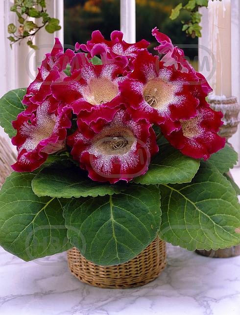 Tigrina Red