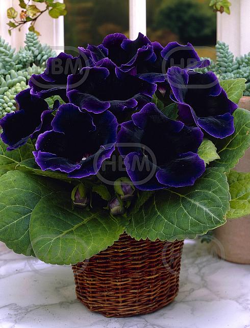 Violacea