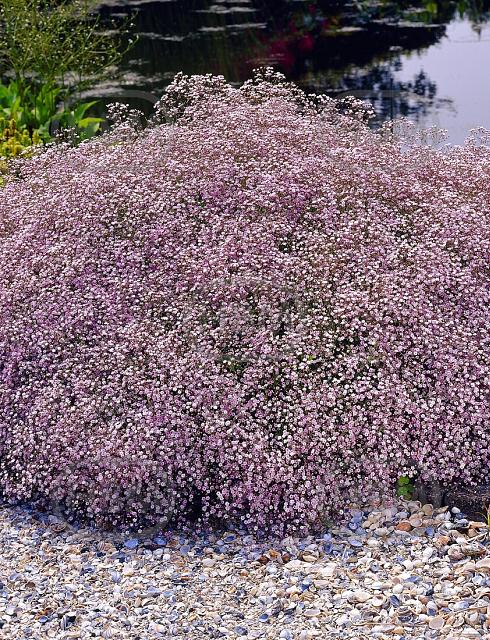 Rosea