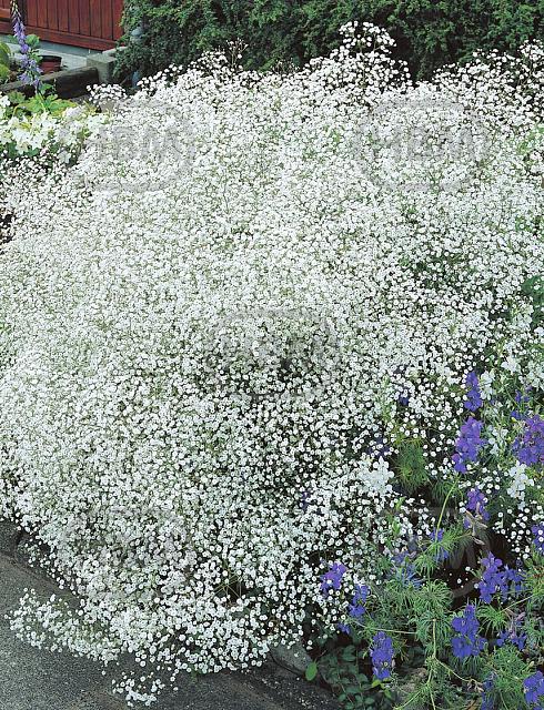 Paniculata White