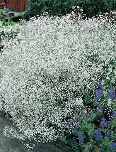 Paniculata