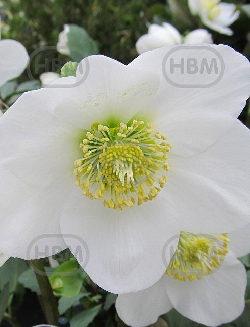 White Beauty