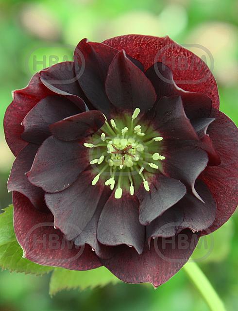 Double Ellen Red