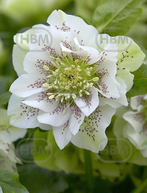 Orientalis Double Ellen Pink Spotted