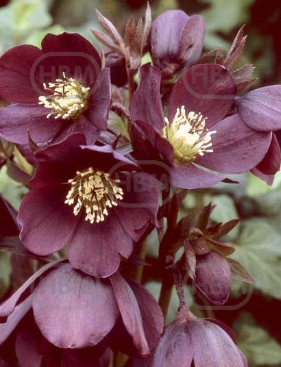 Orientalis Ballard Hybrida