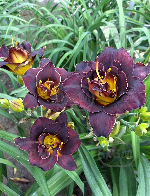 Double Black