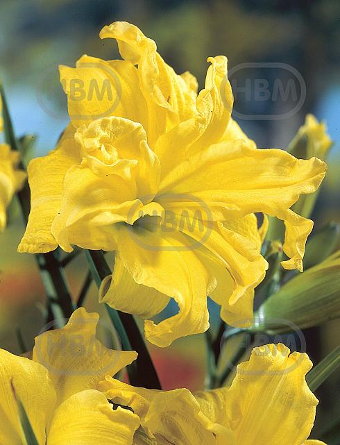 Double Yellow