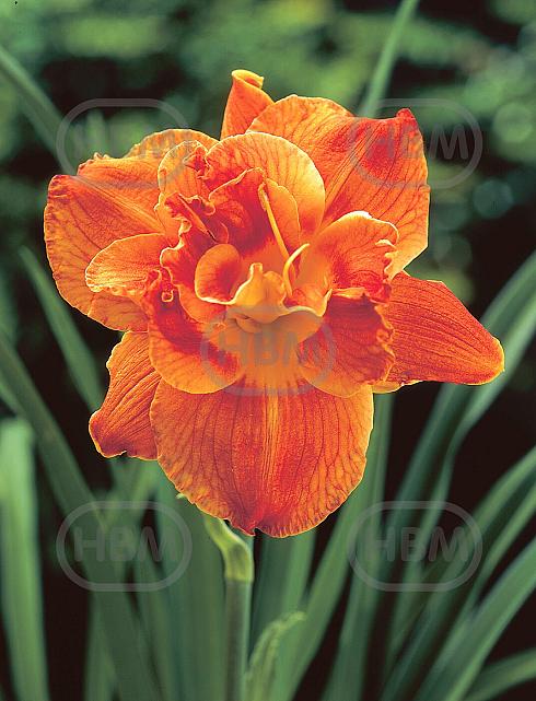 Double Orange