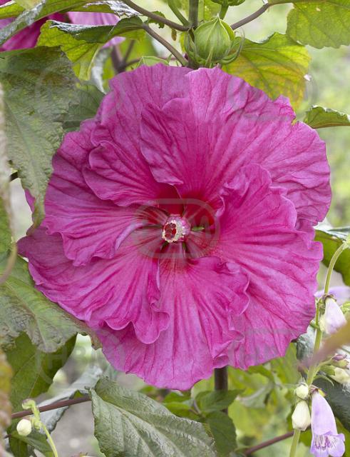 Plum Crazy®