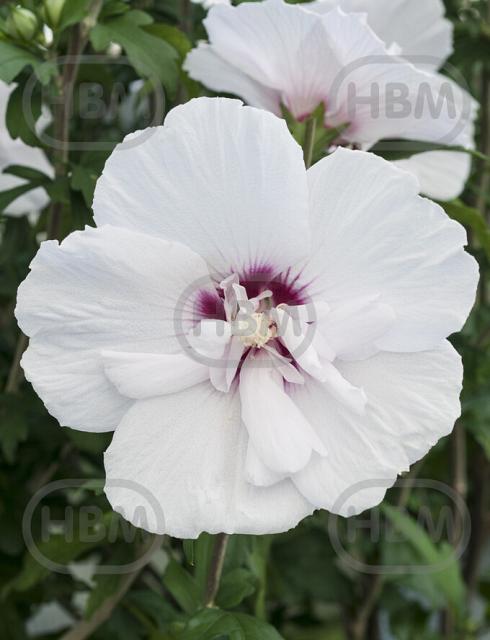 China Chiffon