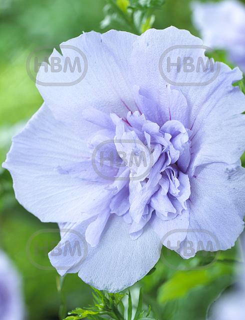 Syriacus Blue Chiffon