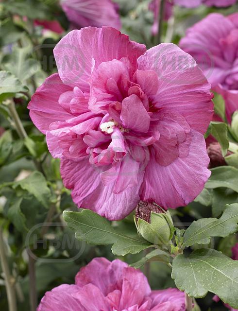 Syriacus Magenta Chiffon