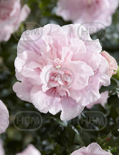 Syriacus Pink Chiffon