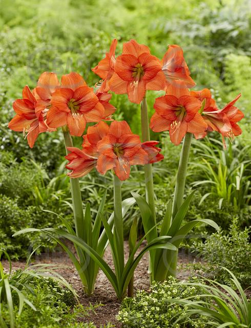 Diamond Orange Queen