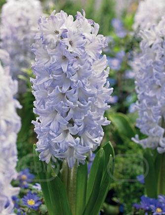 Orientalis  Blue Eyes