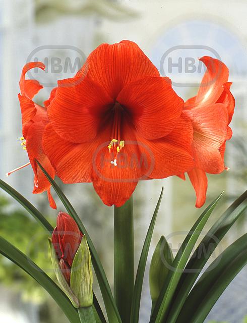 Galaxy Orange Souvereign