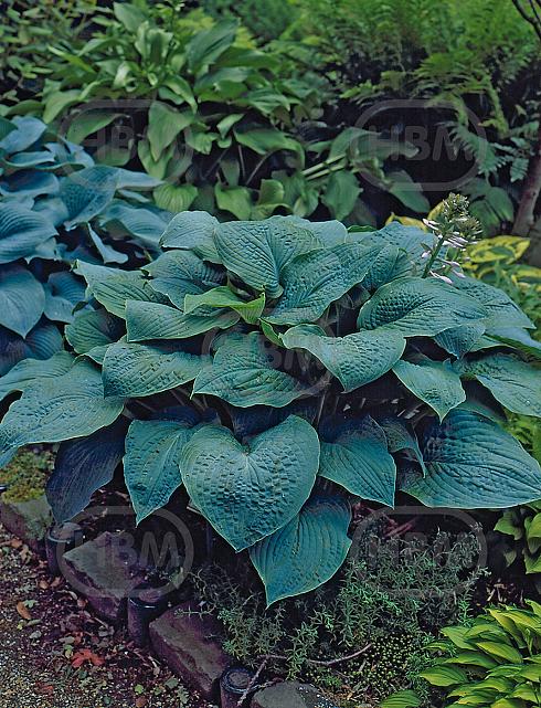 Siebeldiana  True Blue