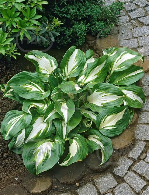 Undulata Mediovariegata