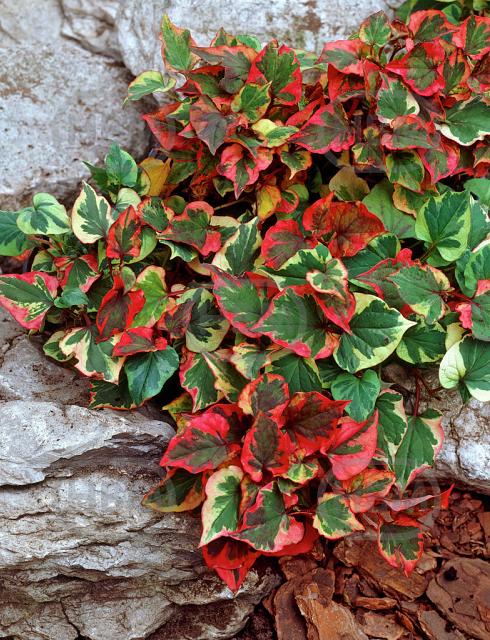 Cordata Chameleon