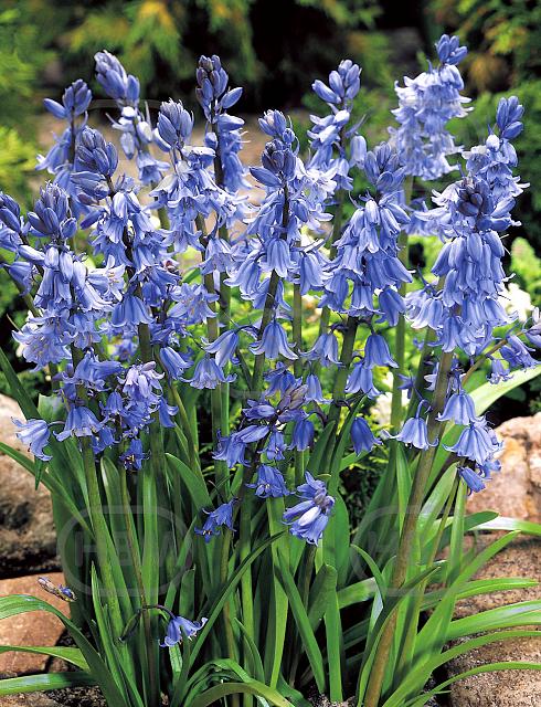 Hispanica Blue
