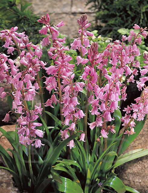 Hispanica Pink