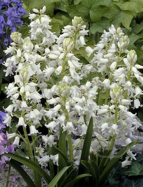 Hispanica White