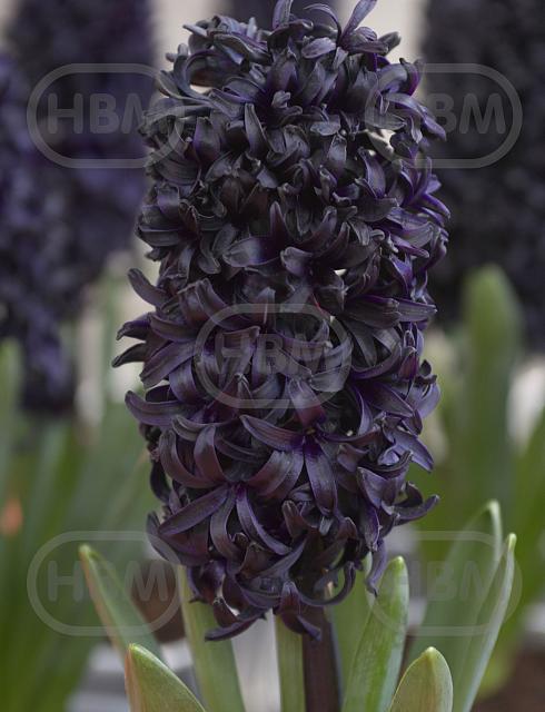 Orientalis Blue Saphire