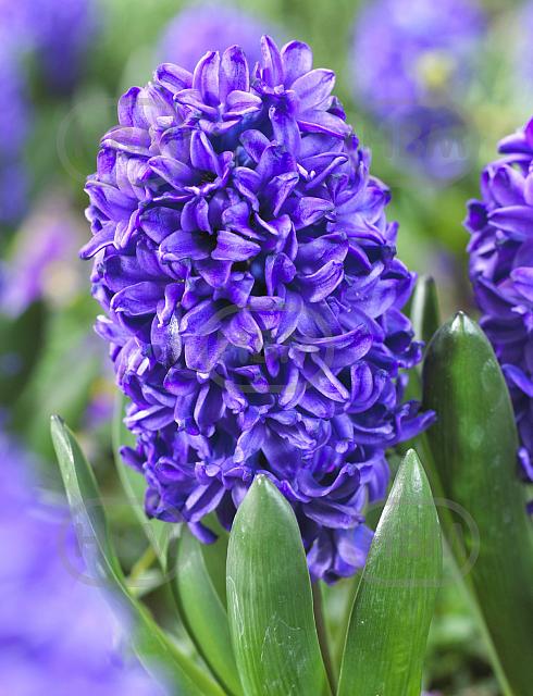 Orientalis Blue Trophy
