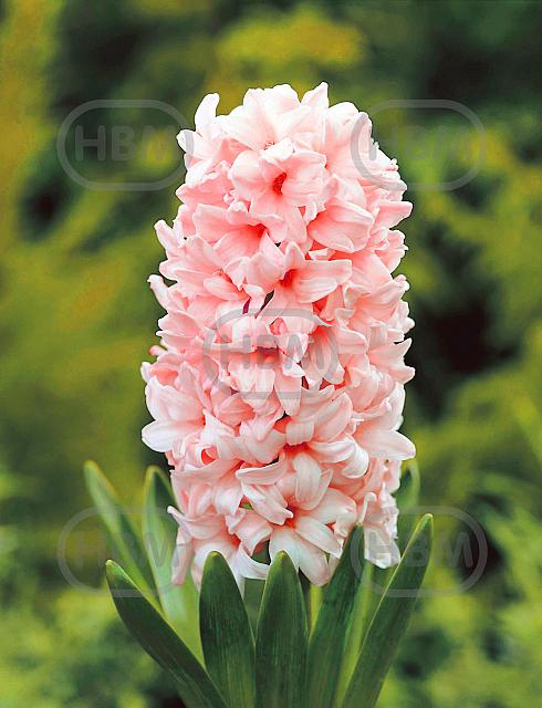 Orientalis China Pink