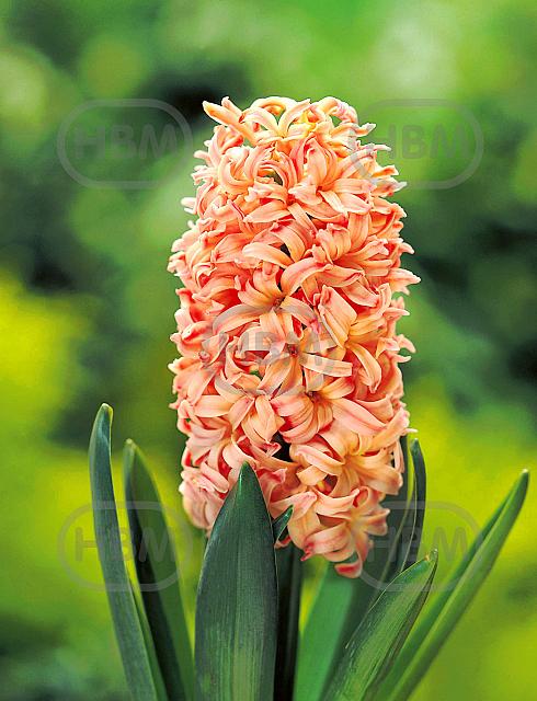 Orientalis Gipsy Queen
