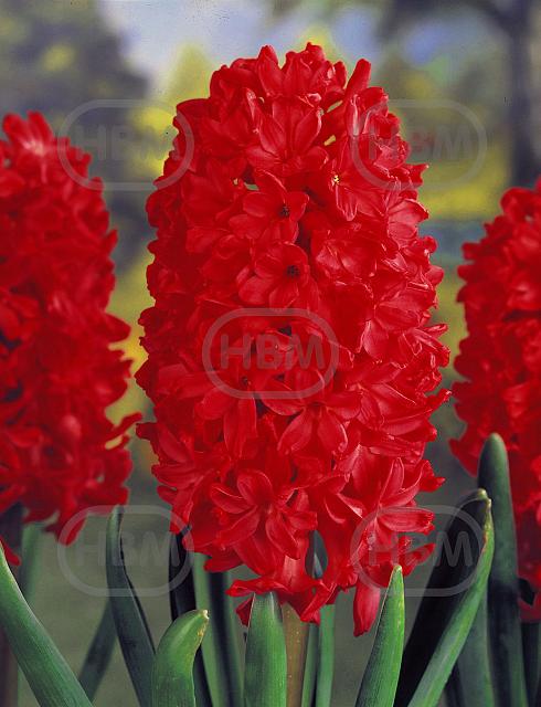 Orientalis Jan Bos