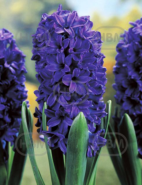 Orientalis Marie