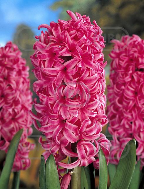 Orientalis Pink Pearl