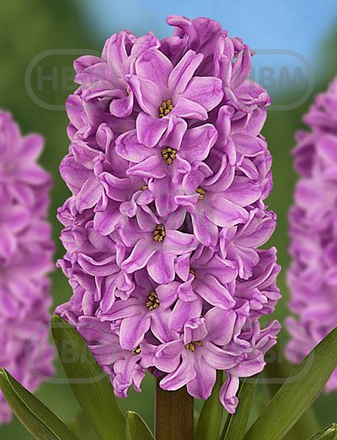 Orientalis Broadway