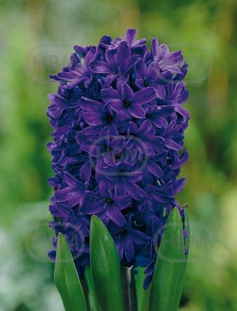 Orientalis Peter Stuyvesant