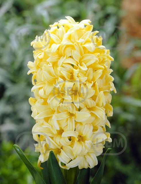 Orientalis Gipsy Princess