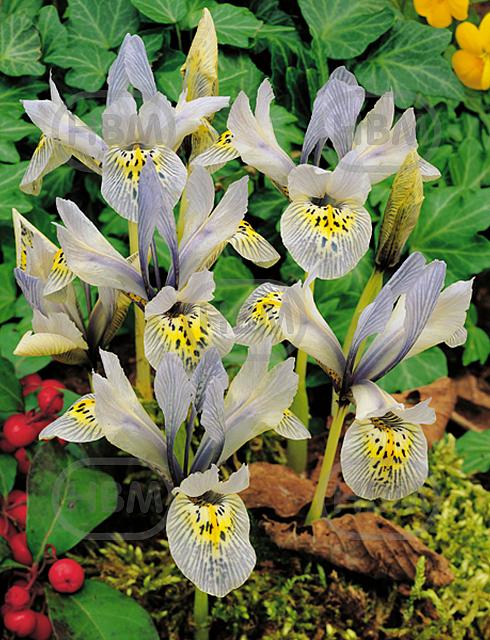 Reticulata Katharine Hodgkin