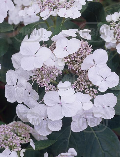 Teller White