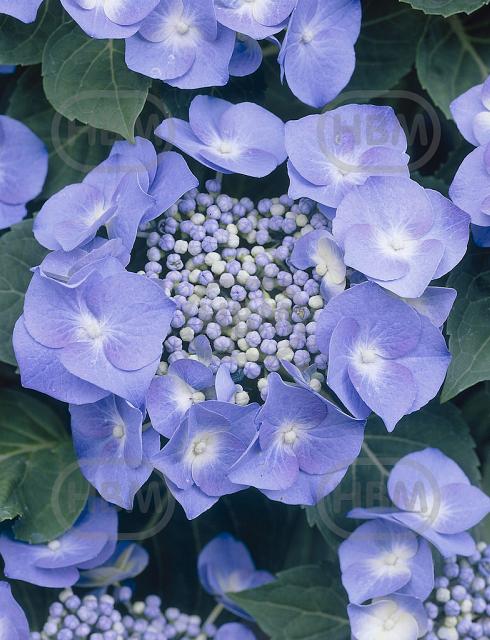 Teller Blue