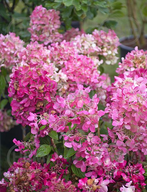 Paniculata Diamand Rouge