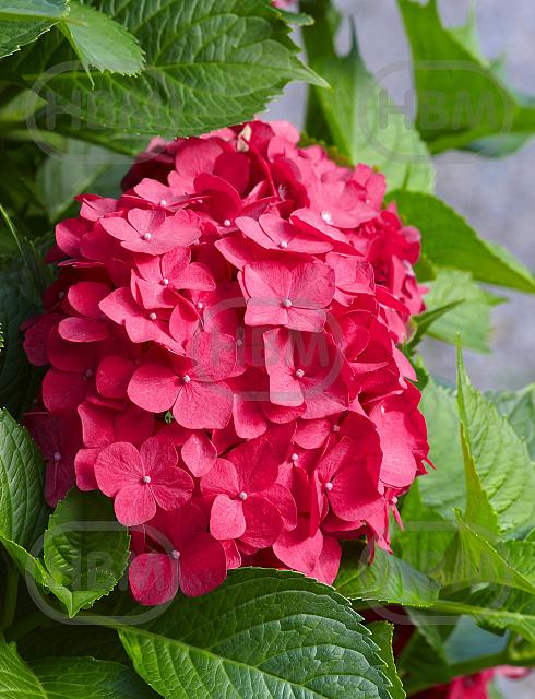 Macrophylla Red