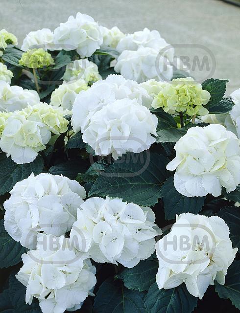 Macrophylla Marcophylla White