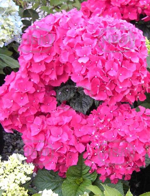 Macrophylla Pink