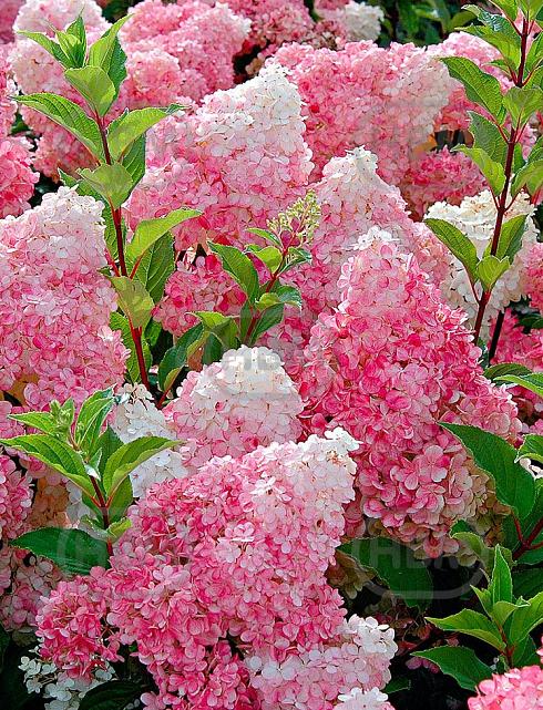 Vanille Fraise