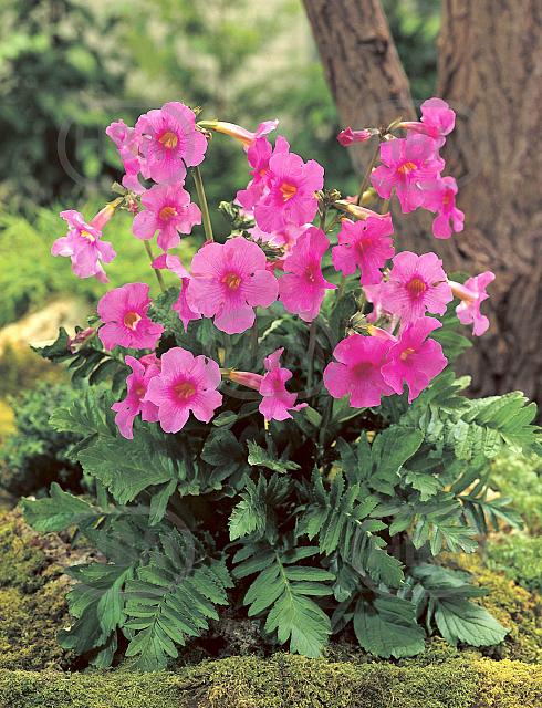 Incarvillea Delavayi