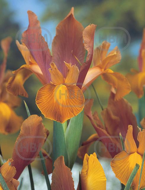 Hollandica Bronze Beauty