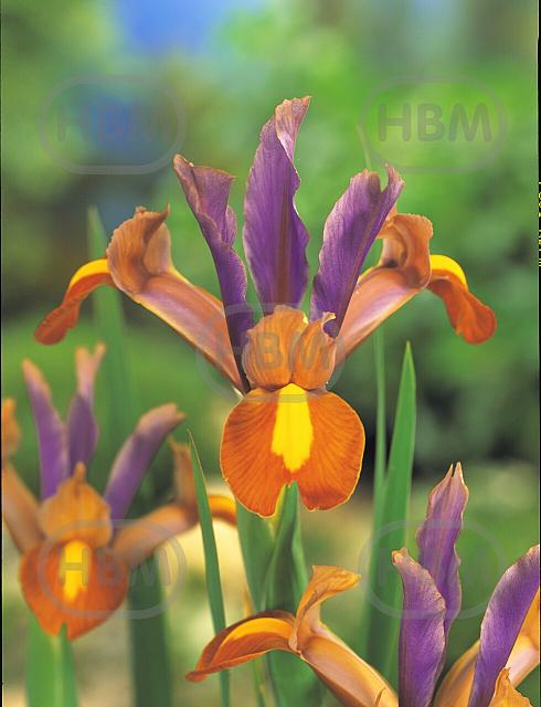 Hollandica Bronze/Purple