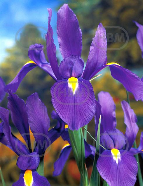 Hollandica Purple Sensation
