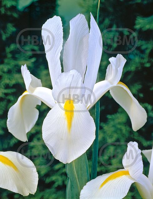 Hollandica White Excelsior