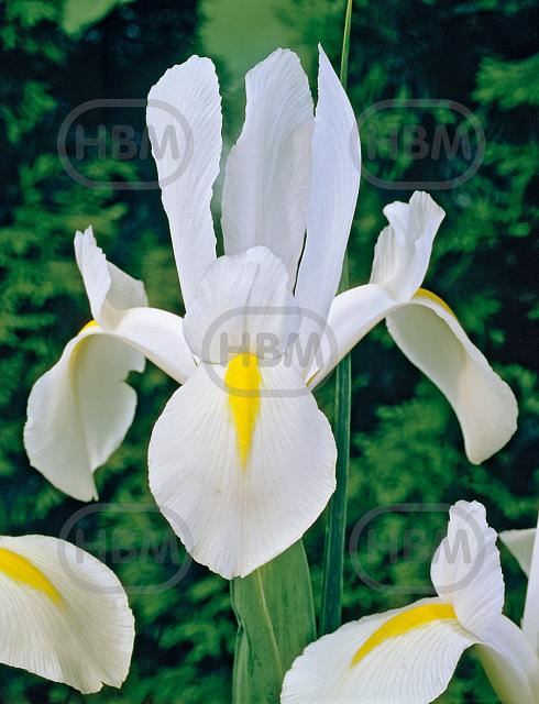Hollandica White